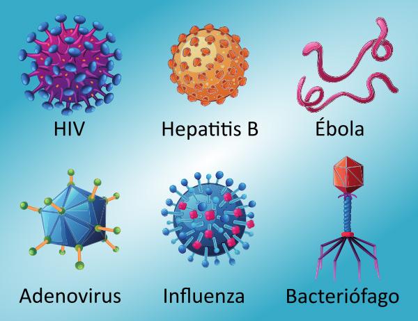 Diferentes tipos de virus 