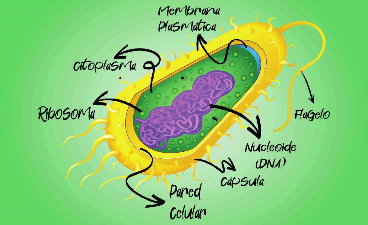 Célula procariota de una bacteria