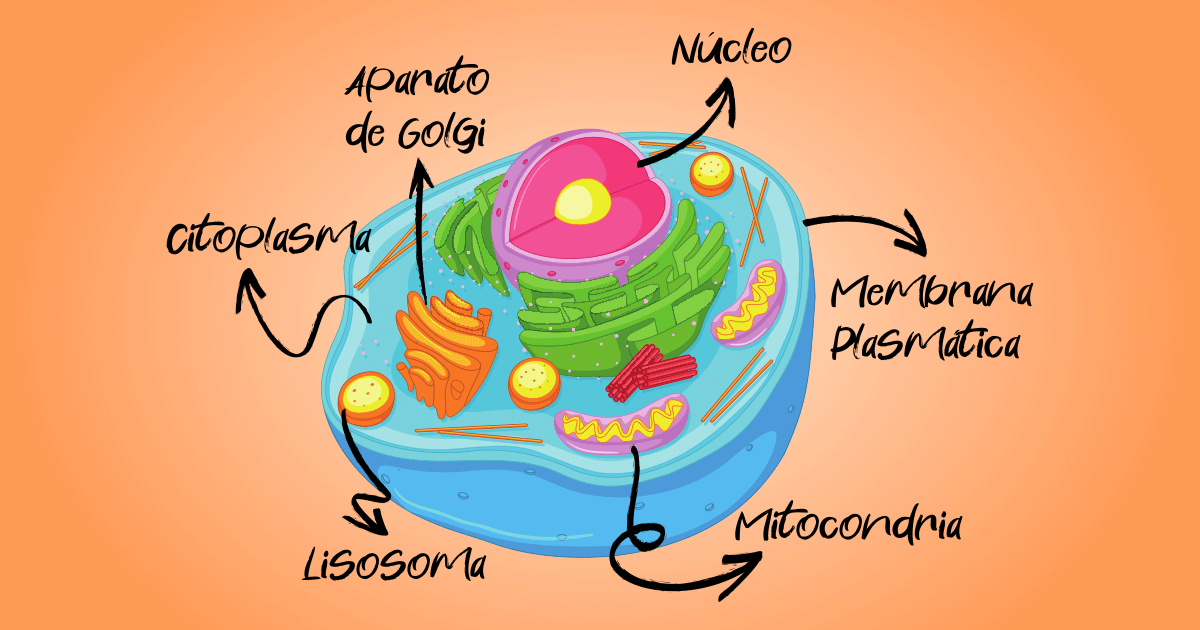 Partes de una célula eucariota animal