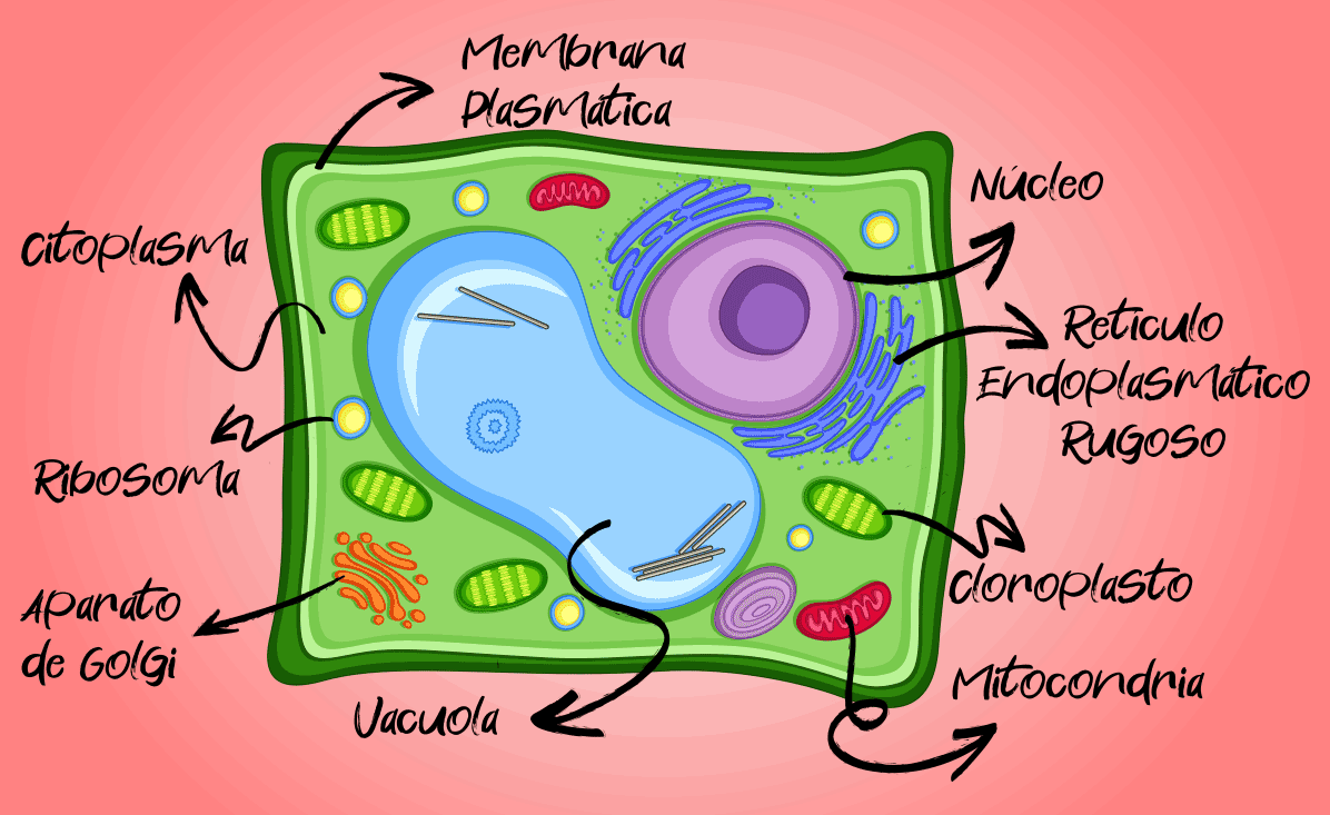 Composición de una Célula Vegetal