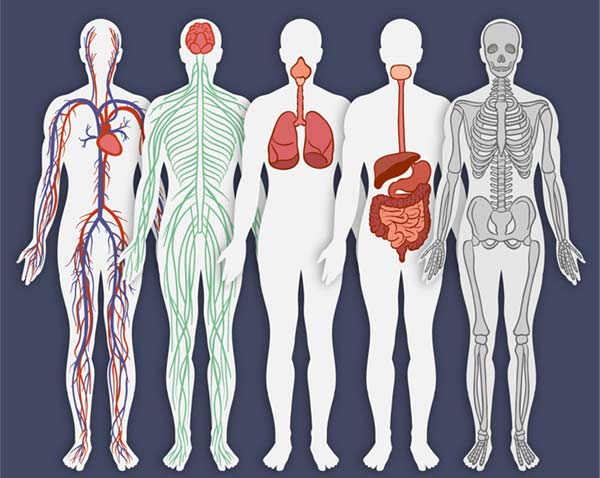 el-cuerpo-humano-se-constituye-de-diversos-sistemas-biológicos